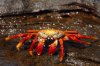 Sally Lightfoot Crab :: Rote Klippenkrabbe