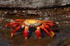 Sally Lightfoot Crab :: Rote Klippenkrabbe