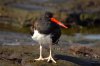 Braunmantel-Austernfischer :: American Oystercatcher