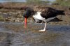 Braunmantel-Austernfischer :: American Oystercatcher