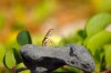 Lavaechse :: Lava Lizard