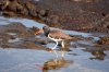 Braunmantel-Austernfischer :: American Oystercatcher