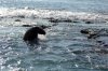 Galapagos-Seebär :: Galapagos Fur Seal