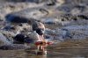 Braunmantel-Austernfischer :: American Oystercatcher