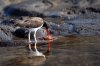 Braunmantel-Austernfischer :: American Oystercatcher