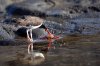 Braunmantel-Austernfischer :: American Oystercatcher