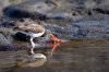 Braunmantel-Austernfischer :: American Oystercatcher