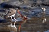 Braunmantel-Austernfischer :: American Oystercatcher