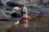 Braunmantel-Austernfischer :: American Oystercatcher