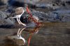 Braunmantel-Austernfischer :: American Oystercatcher