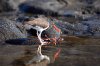 Braunmantel-Austernfischer :: American Oystercatcher