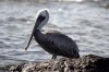 Braunpelikan/Meerespelikan :: Brown Pelican