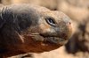 Galapagos-Riesenschildkröte :: Galapagos Tortoise