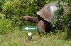 Galapagos-Riesenschildkrte :: Galapagos Tortoise