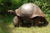 Galapagos-Riesenschildkrte :: Galapagos Tortoise