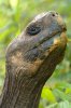 Galapagos-Riesenschildkrte :: Galapagos Tortoise