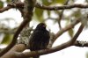 Grundfink :: Ground Finch