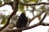 Grundfink :: Ground Finch