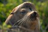 Galapagos-Seelwe :: Galapagos Sea Lion