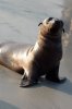 Galapagos-Seelwe :: Galapagos Sea Lion