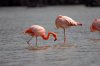 Flamingo :: Greater Flamingo