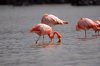 Flamingo :: Greater Flamingo