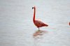 Flamingo :: Greater Flamingo