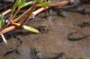 Geisterkrabbe ::Ghost Crab