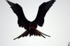 Bindenfregattvogel :: Great Frigate