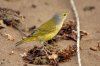 Goldwaldsänger :: Yellow Warbler