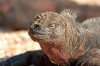 Meerechse :: Marine Iguana