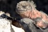 Meerechse :: Marine Iguana