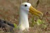 Galpagos-Albatros :: Waved Albatross