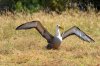 Galpagos-Albatros :: Waved Albatross