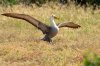 Galpagos-Albatros :: Waved Albatross