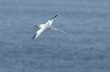 Rotschnabel-Tropikvogel :: Red-Billed Tropicbird