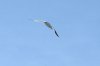 Rotschnabel-Tropikvogel :: Red-Billed Tropicbird