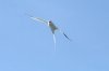 Rotschnabel-Tropikvogel :: Red-Billed Tropicbird