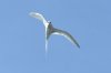 Rotschnabel-Tropikvogel :: Red-Billed Tropicbird