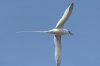 Rotschnabel-Tropikvogel :: Red-Billed Tropicbird