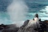 Maskentlpel :: Masked Booby