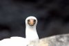 Maskentlpel :: Masked Booby