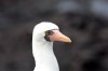 Maskentlpel :: Masked Booby