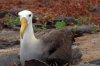 Galpagos-Albatros :: Waved Albatross