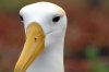 Galápagos-Albatros :: Waved Albatross