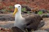 Galpagos-Albatros :: Waved Albatross