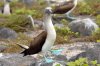 Blaufutlpel / Blue-footed Booby