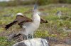 Blaufutlpel / Blue-footed Booby