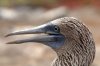 Blaufutlpel / Blue-footed Booby