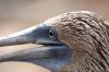 Blaufutlpel / Blue-footed Booby